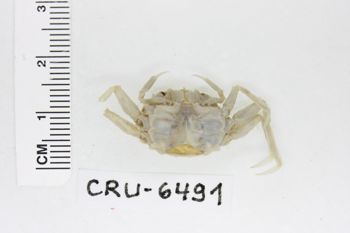 Media type: image;   Invertebrate Zoology CRU-6491